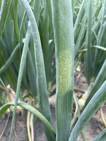 valse meeldauw ui beginnend.jpg